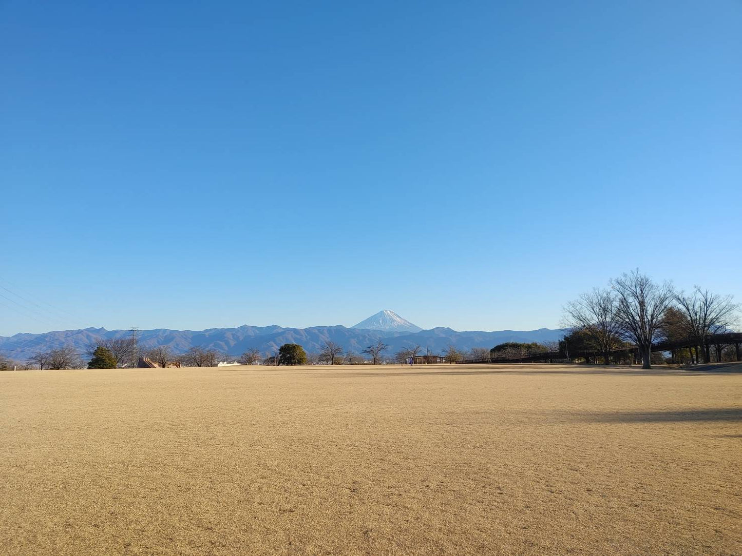 日本金合歡蜂蜜(生的/未加熱的)| 日本的味道 | Taste of Japan