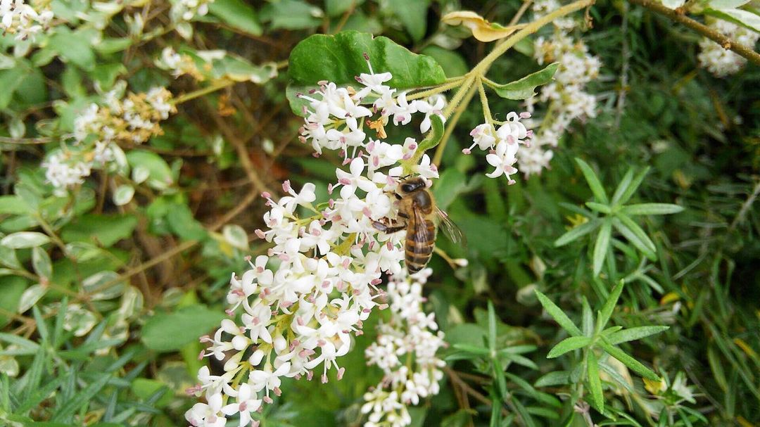 Online Shop for Japanese Natural Food, Tea, and Clay | Taste of Japan