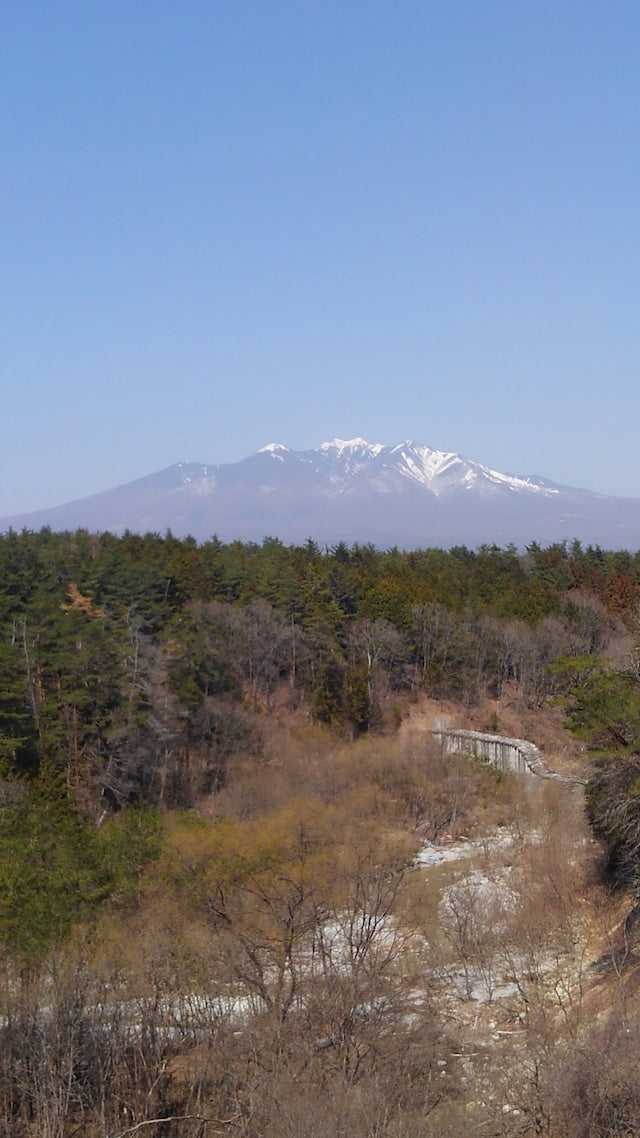 Japanese Acacia Honey (raw / unheated) | Taste of Japan