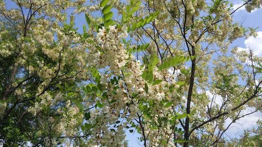 Japanese Acacia Honey (raw / unheated) | Taste of Japan