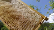 Japanese Acacia Honey (raw / unheated) | Taste of Japan